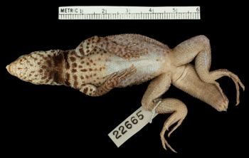 Media type: image;   Herpetology R-22665 Aspect: ventral